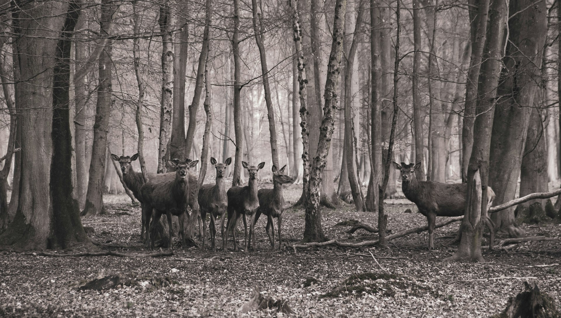 group of doe on forest